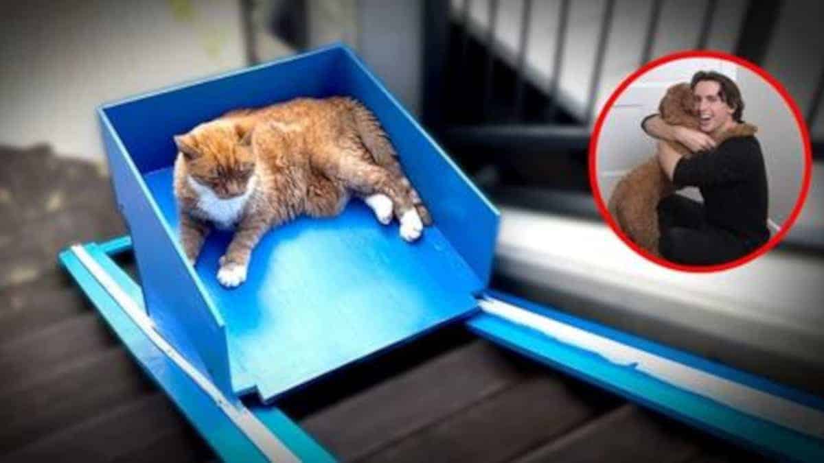 Giovane costruisce un’ascensore al suo gatto che non ha più le forze per fare le scale