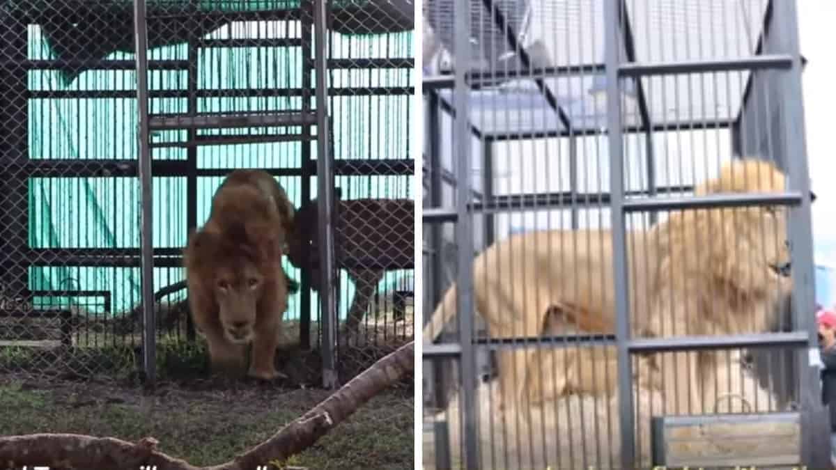 I leoni del circo trascorrono otto anni in gabbia, vengono liberati e sentono l’erba per la prima volta