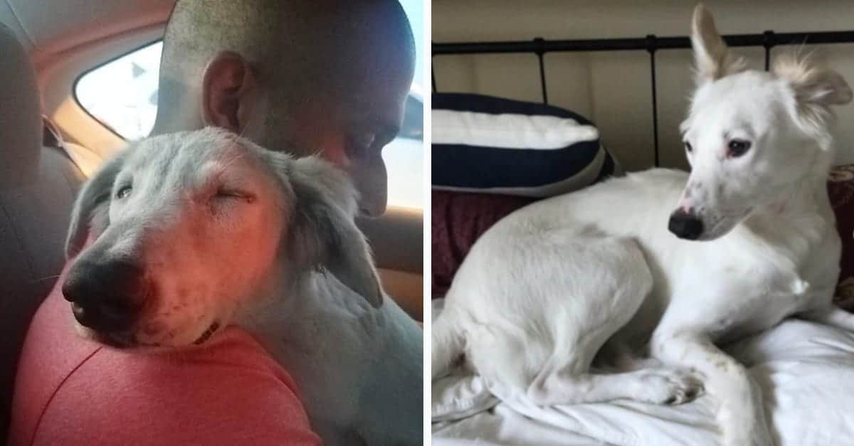 Cane abbandonato finalmente si rilassa quando capisce che l’uomo gli sta dando una nuova casa amorevole