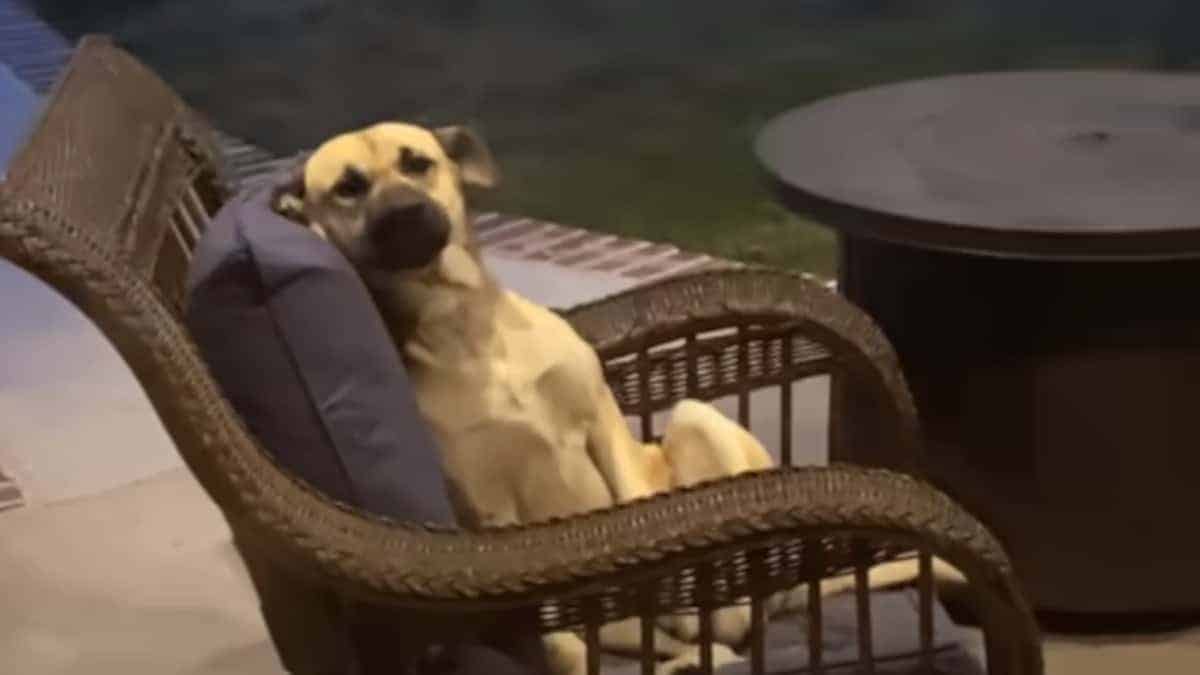 La donna si sveglia e trova un cane sconosciuto seduto sui suoi mobili da giardino che si rifiuta di andarsene