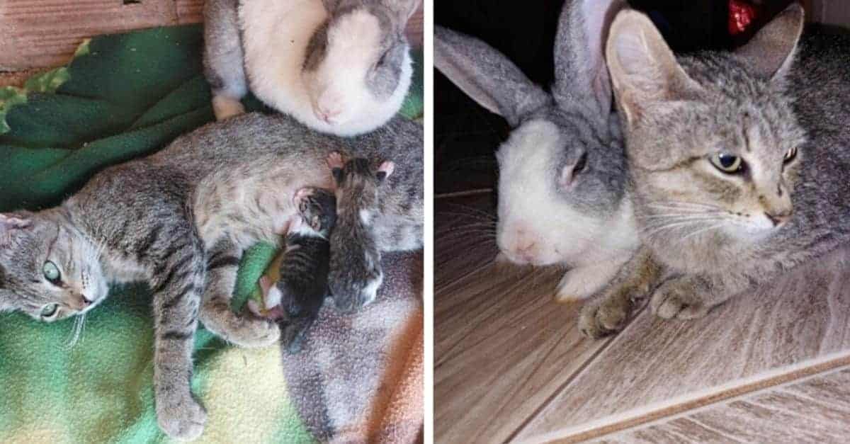 Coniglio aiuta la mamma gatta a prendersi cura e a trascorrere del tempo con i suoi gattini appena nati
