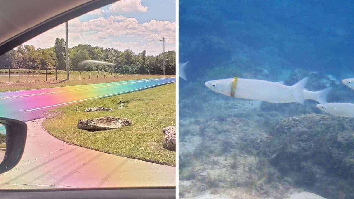19 strane foto di momenti “contro ogni previsione” che le persone sono riusciti a catturare