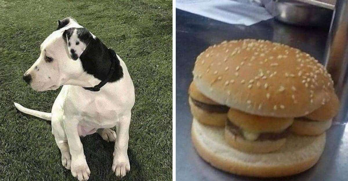 16 volte in cui le cose sono state “raddoppiate” e le persone non hanno potuto resistere a scattare una foto