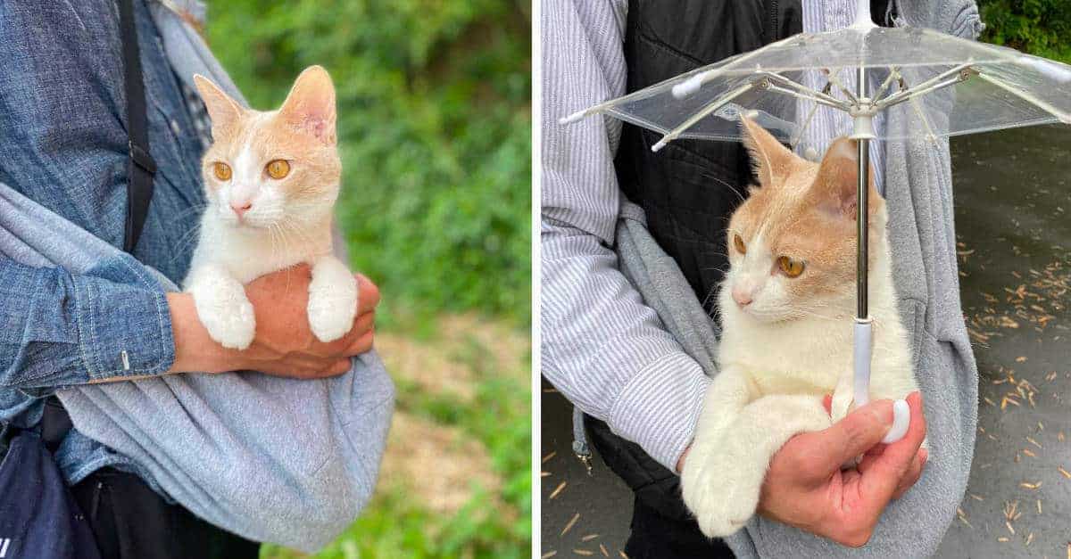 Il proprietario sa che il suo gatto ama le passeggiate e gli fa un ombrellino per l’inverno