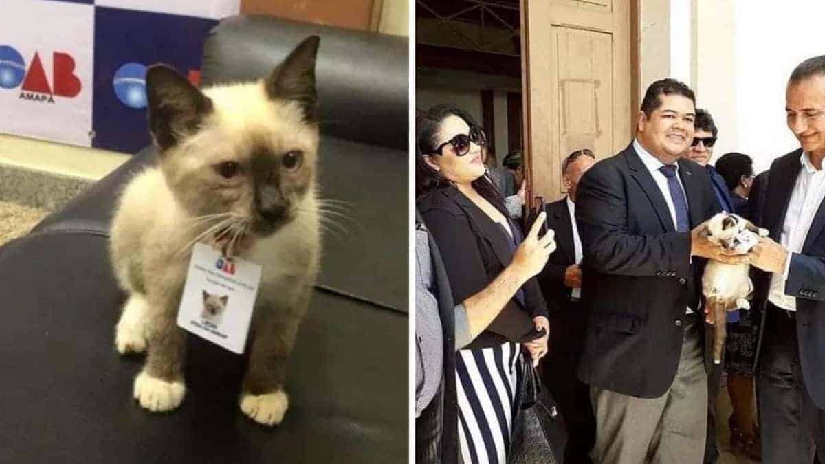 Gli avvocati assumono un gatto per la loro azienda e ha persino la sua tessera identificativa