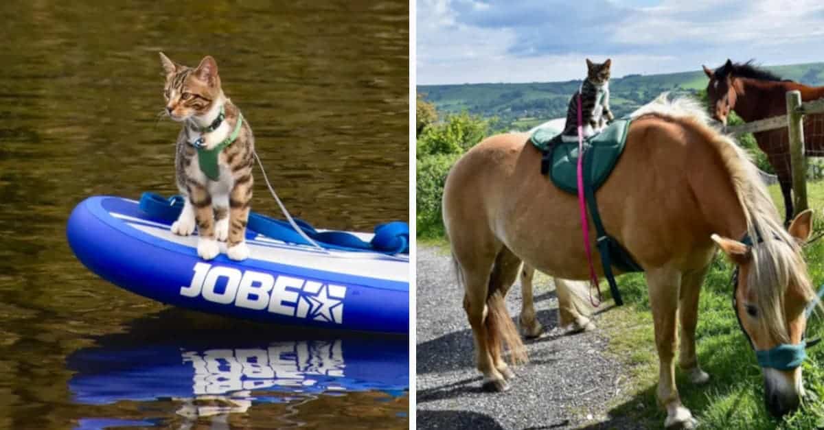 C’è un gatto che ama gli sport estremi; kayak e persino andare a cavallo