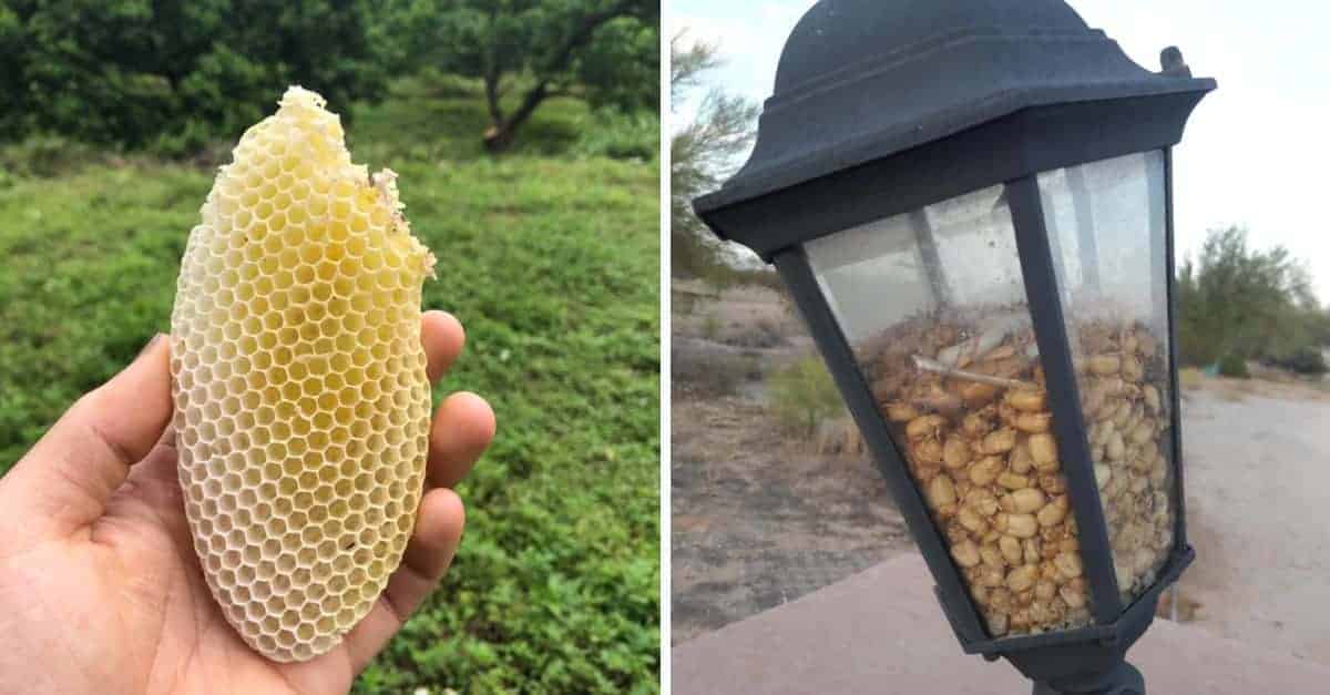 La natura è sorprendente: 15 situazioni irripetibili catturate in foto