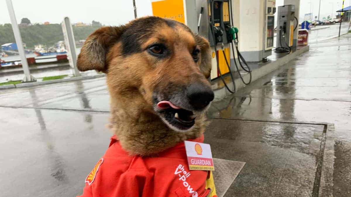 Il cane randagio viene adottato dalla stazione di servizio e si gode la sua nuova uniforme