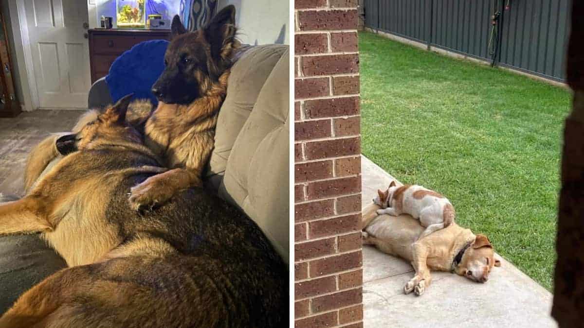 17 foto che illustrano bellissime amicizie tra animali domestici