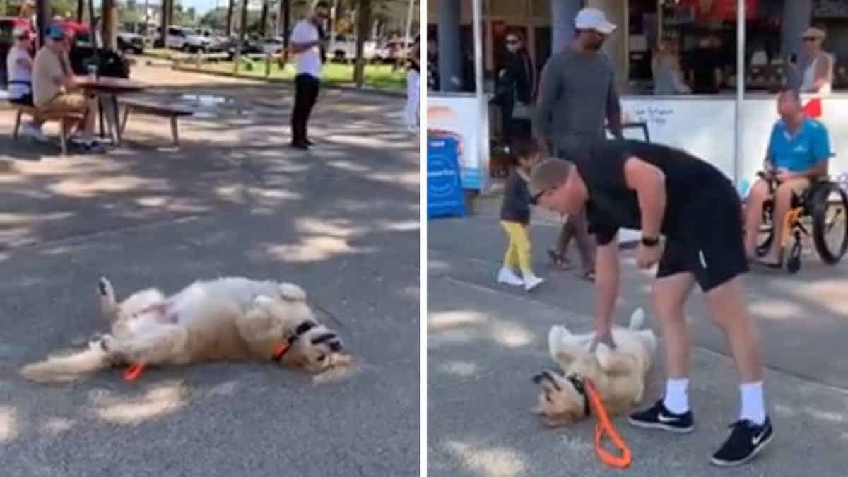 Un cucciolo che ama fare passeggiate fa qualcosa di sorprendente pur di non tornare a casa (Video)