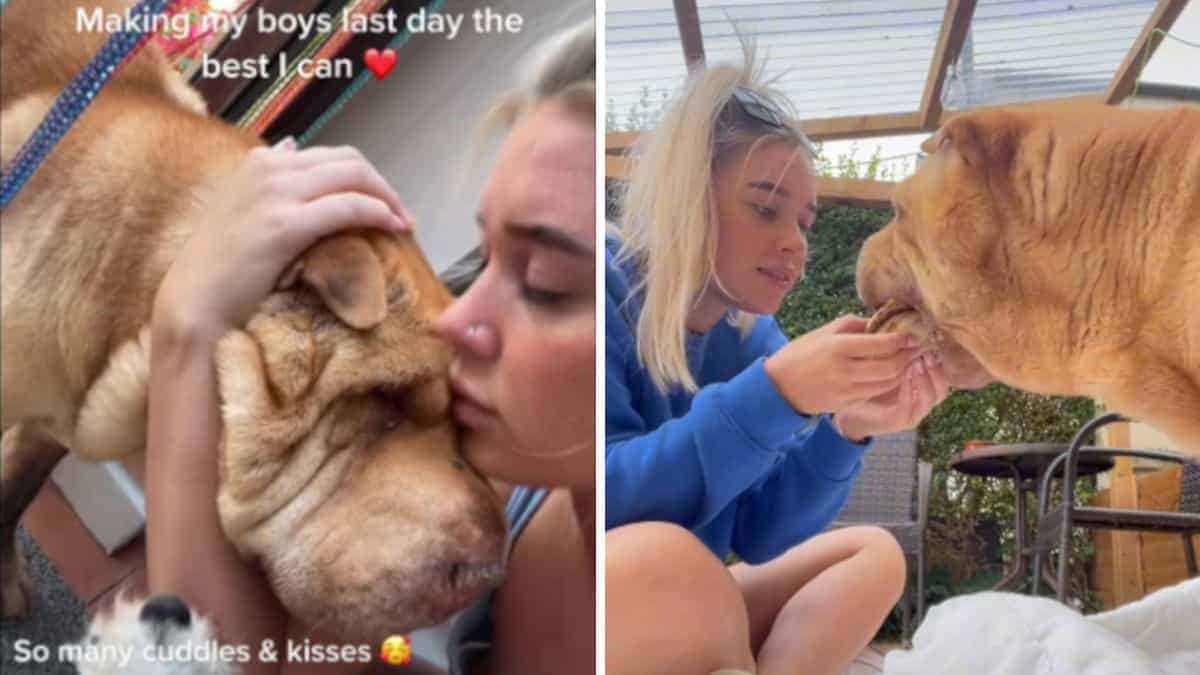 La ragazza saluta il suo anziano cane con hamburger e cioccolato nel suo ultimo giorno: “Corri in paradiso”