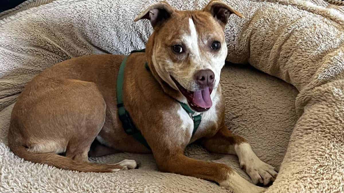 Da 7 anni questo adorabile cane aspetta di essere adottato. Quel giorno è finalmente arrivato