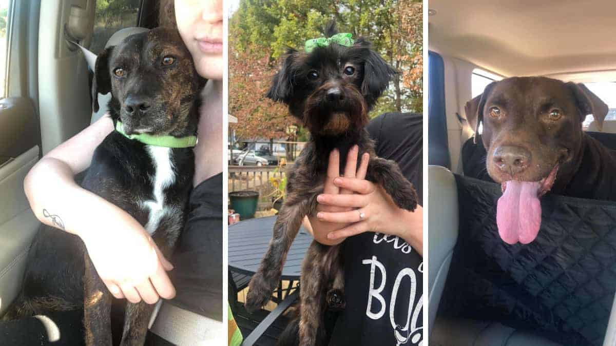 Una donna va al rifugio per adottare un cane che dovevano sopprimere, ma torna a casa con tre
