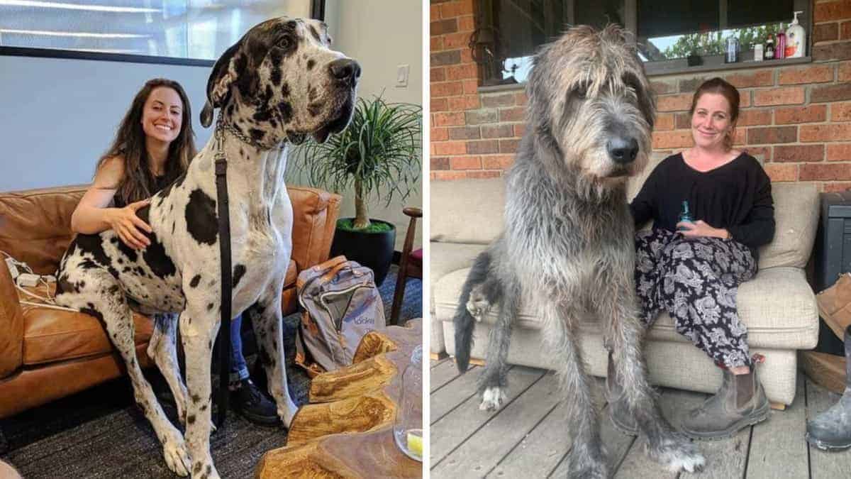 Le 13 razze di cani più grandi del mondo; sono veri titani