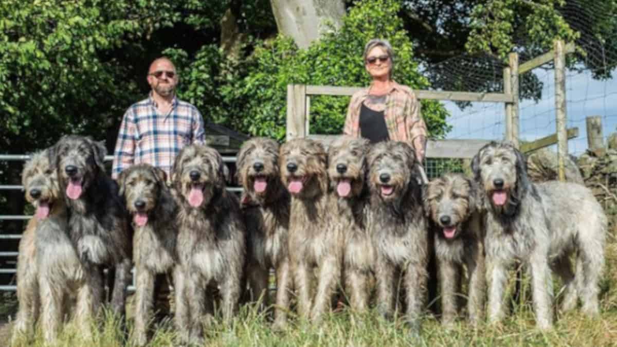 La coppia vive con 10 enormi levrieri irlandesi, sono i cani più grandi del mondo!