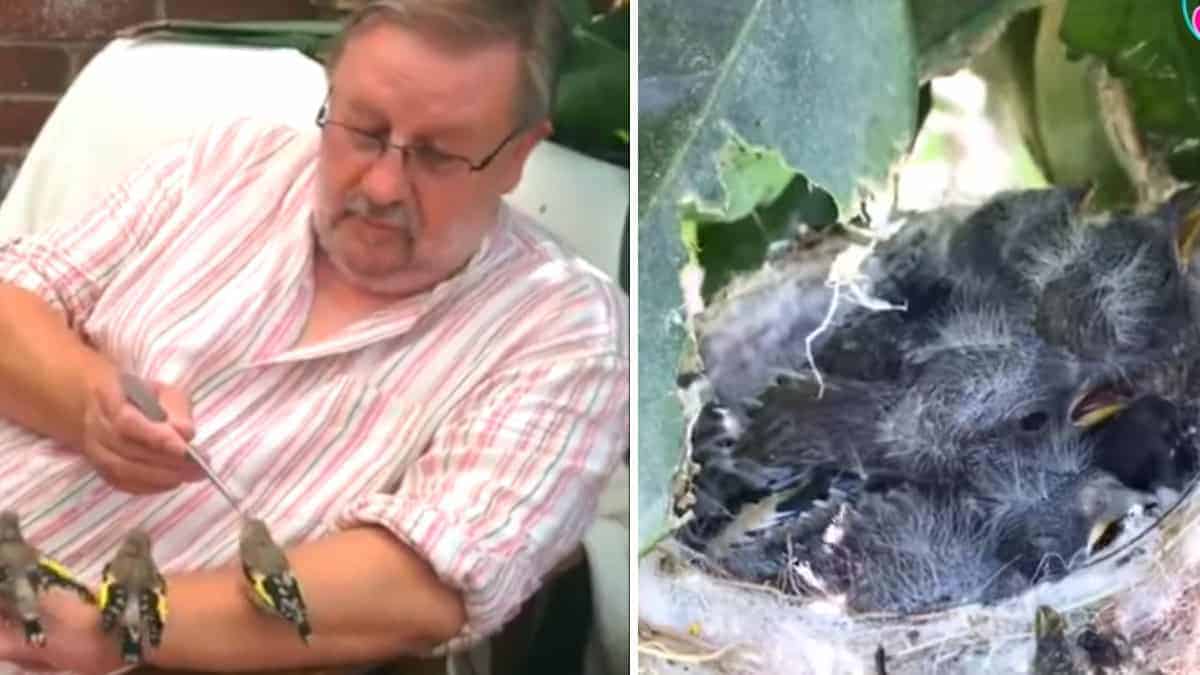 L’uomo gentile aiuta gli uccellini orfani