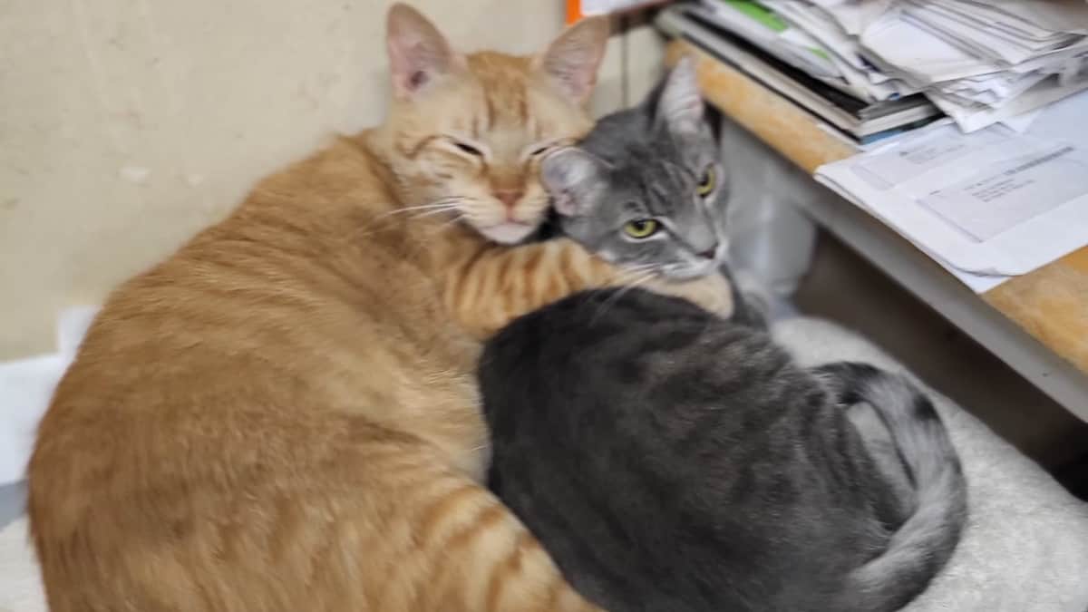 Il gatto che odiava l’affetto e gli abbracci, ora abbraccia tutti i gatti che arrivano al rifugio