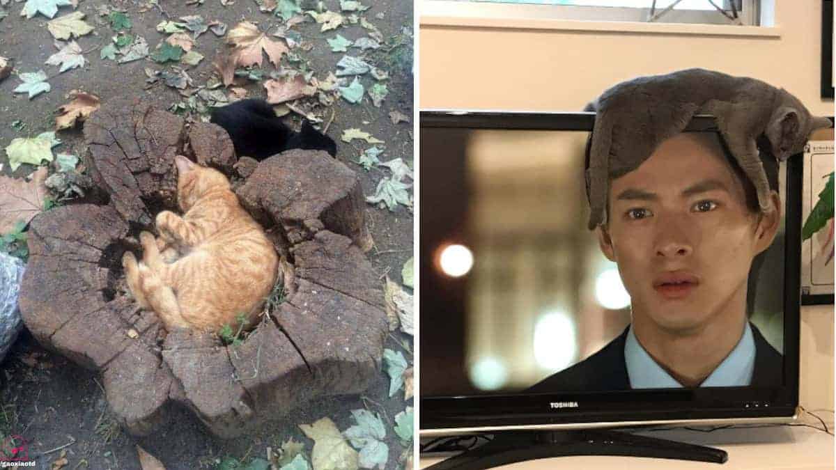16 foto che dimostrano che nessun posto è scomodo per i gatti