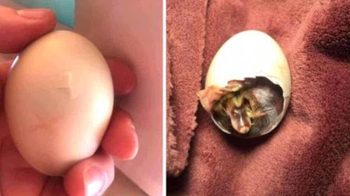 La donna cova un uovo di anatra orfano e riesce a salvarlo