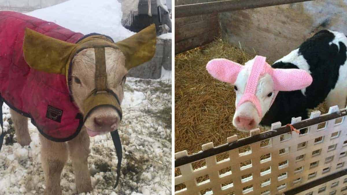 Contadino crea delle cuffie per tenere al caldo le orecchie dei vitelli