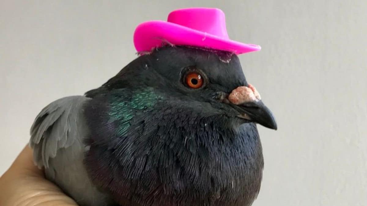 Un piccione in via di estinzione scoperto con un cappellino rosa di plastica attaccato alla testa