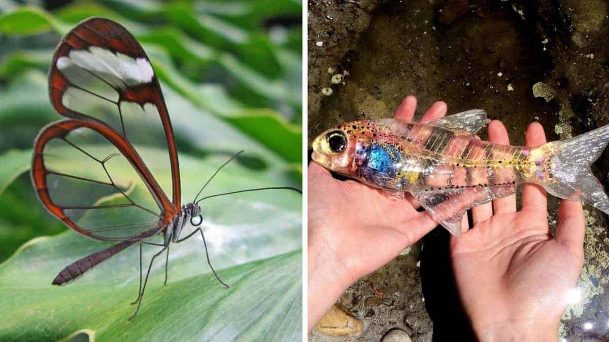 15 foto di animali trasparenti così incredibili da sembrare irreali