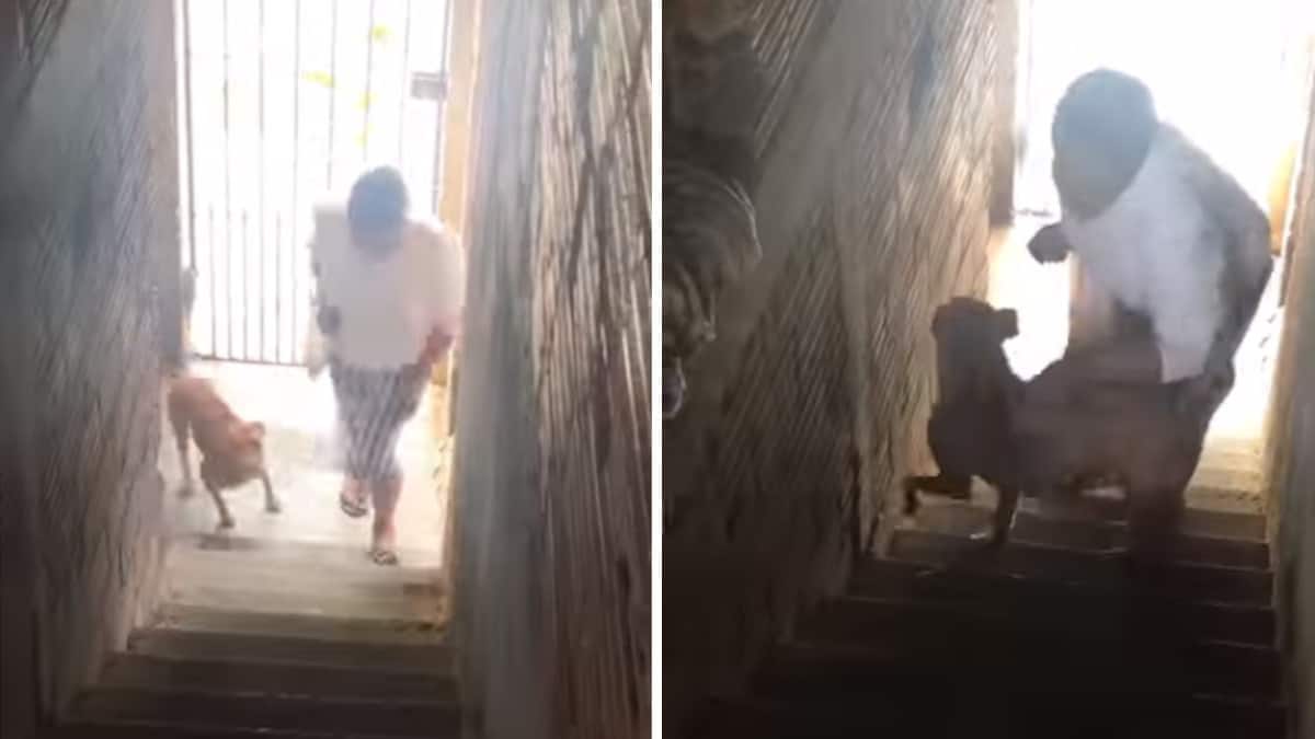 Il gentile cucciolo aiuta una vecchietta a salire le scale di casa e la scena è commovente