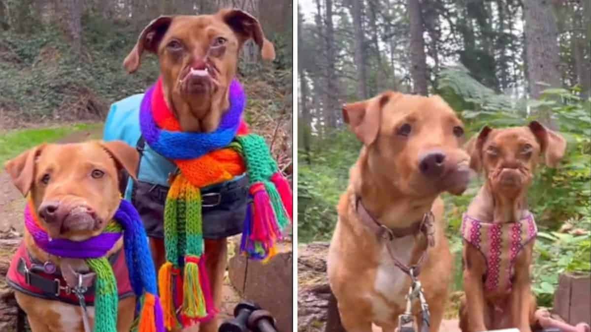 I cuccioli con “il muso speciale” diventano inseparabili dopo il loro incontro