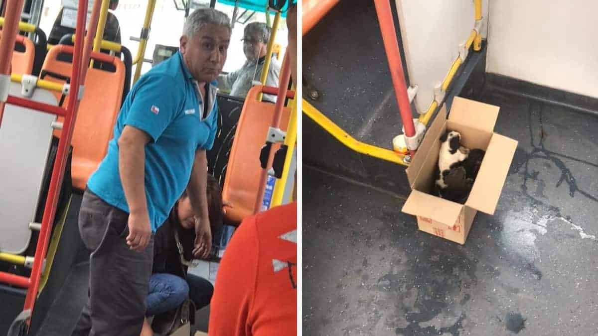 L’autista del bus ha salvato alcuni cuccioli ed ha interrotto il suo viaggio per dar loro da mangiare. I passeggeri hanno aiutato