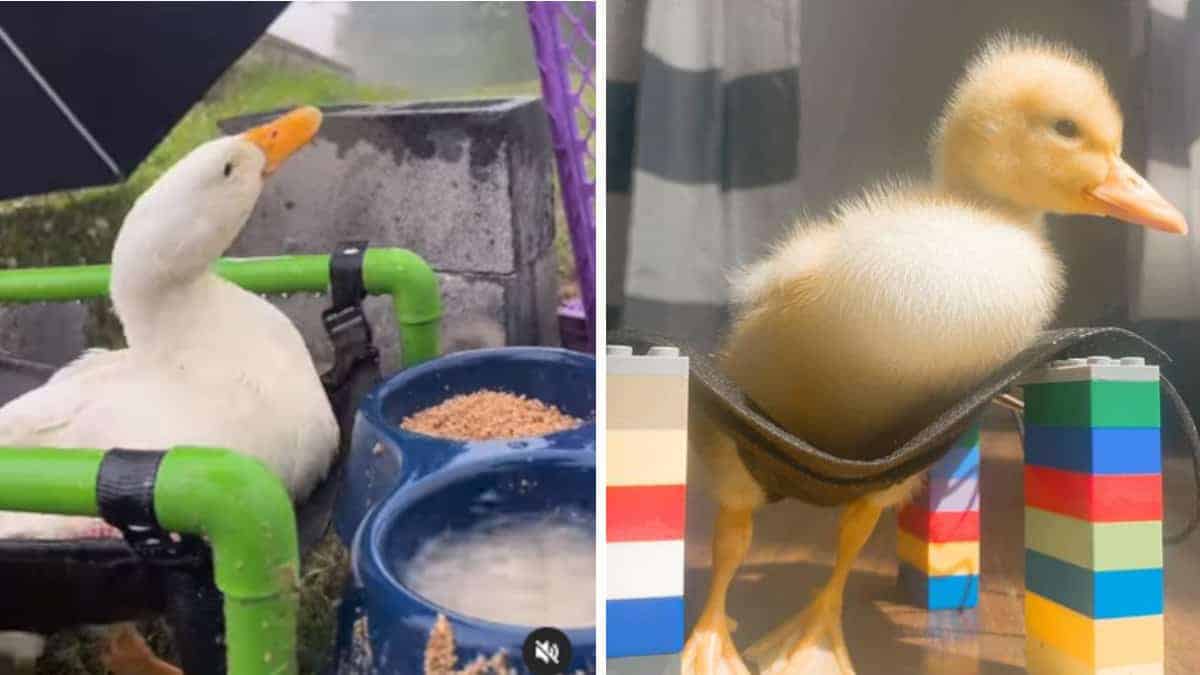 L’anatroccolo con bisogni speciali sperimenta la pioggia per la prima volta (Video)