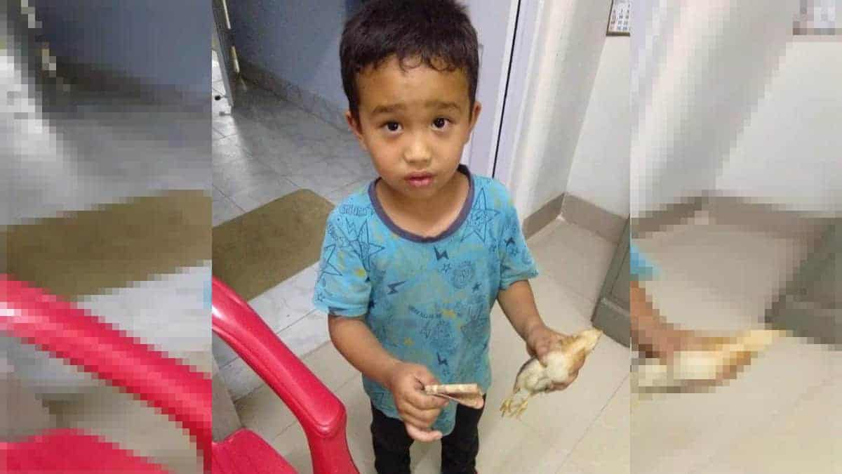 Un bambino di 6 anni offre tutti i suoi risparmi per salvare un polletto che ha investito accidentalmente