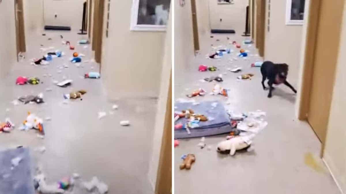 Il cane del rifugio rimane con la porta aperta e fa “festa” con i giocattoli (VIDEO)