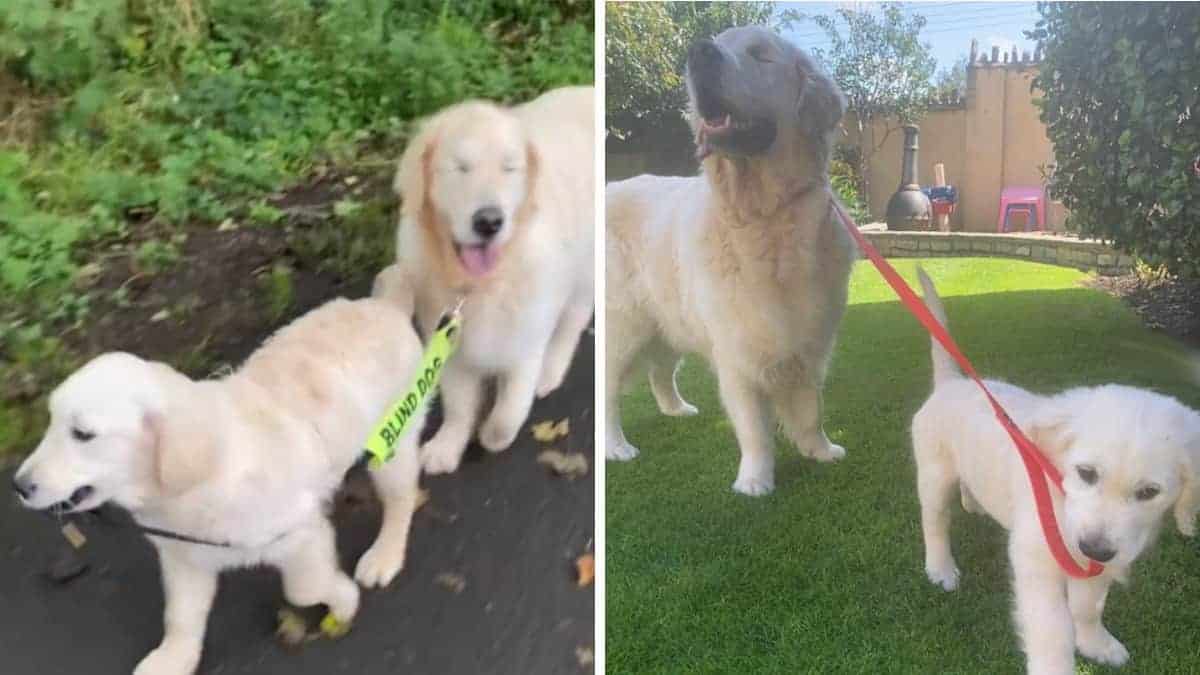 Il cane di 11 anni è cieco e vive con il suo premuroso cucciolo di cane guida