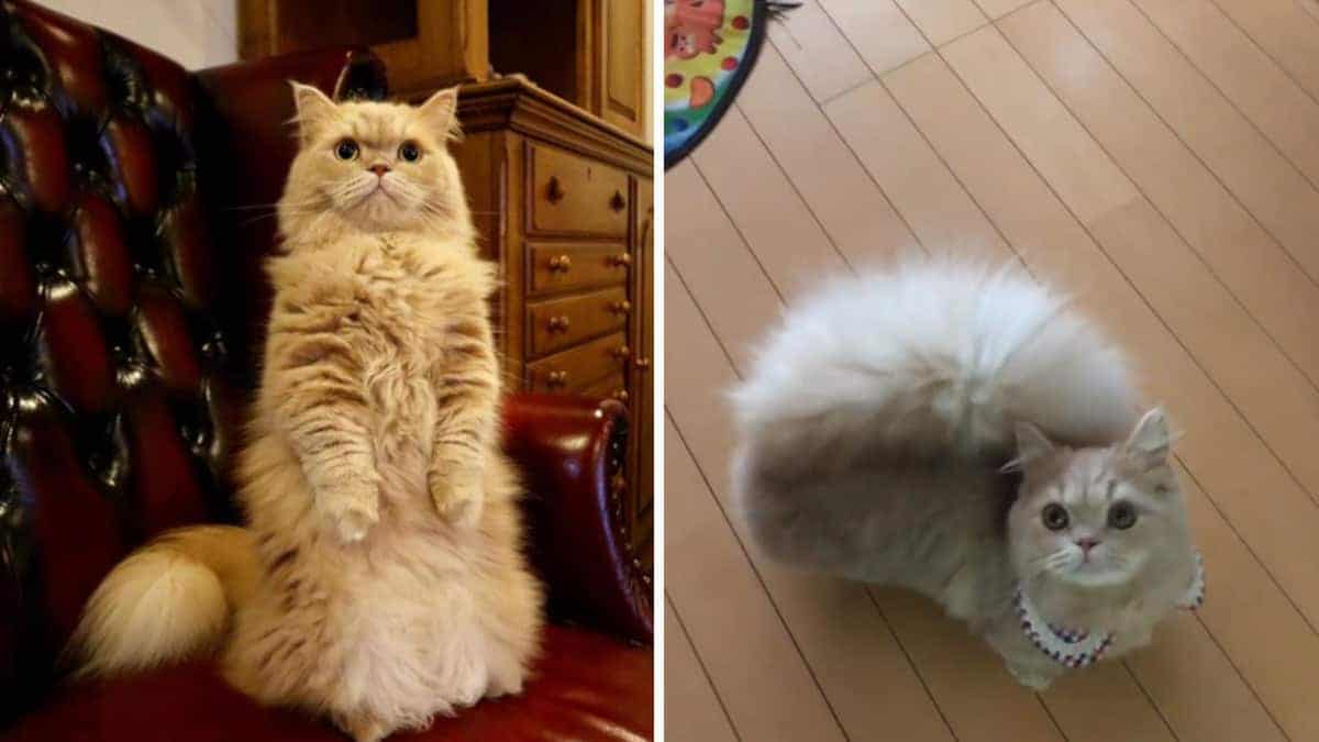 Questa piccola gattina dolce sta sciogliendo i cuori di tutto il mondo