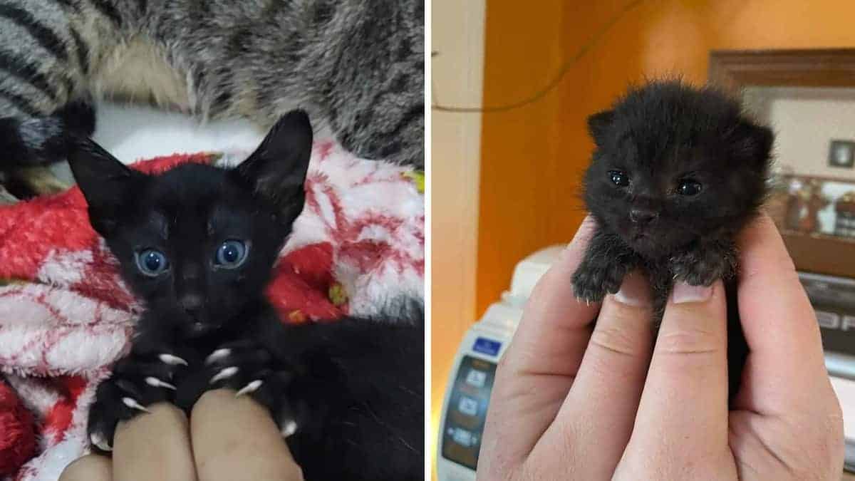 20 delle migliori foto di gatti che mostrano i loro “artigli assassini”