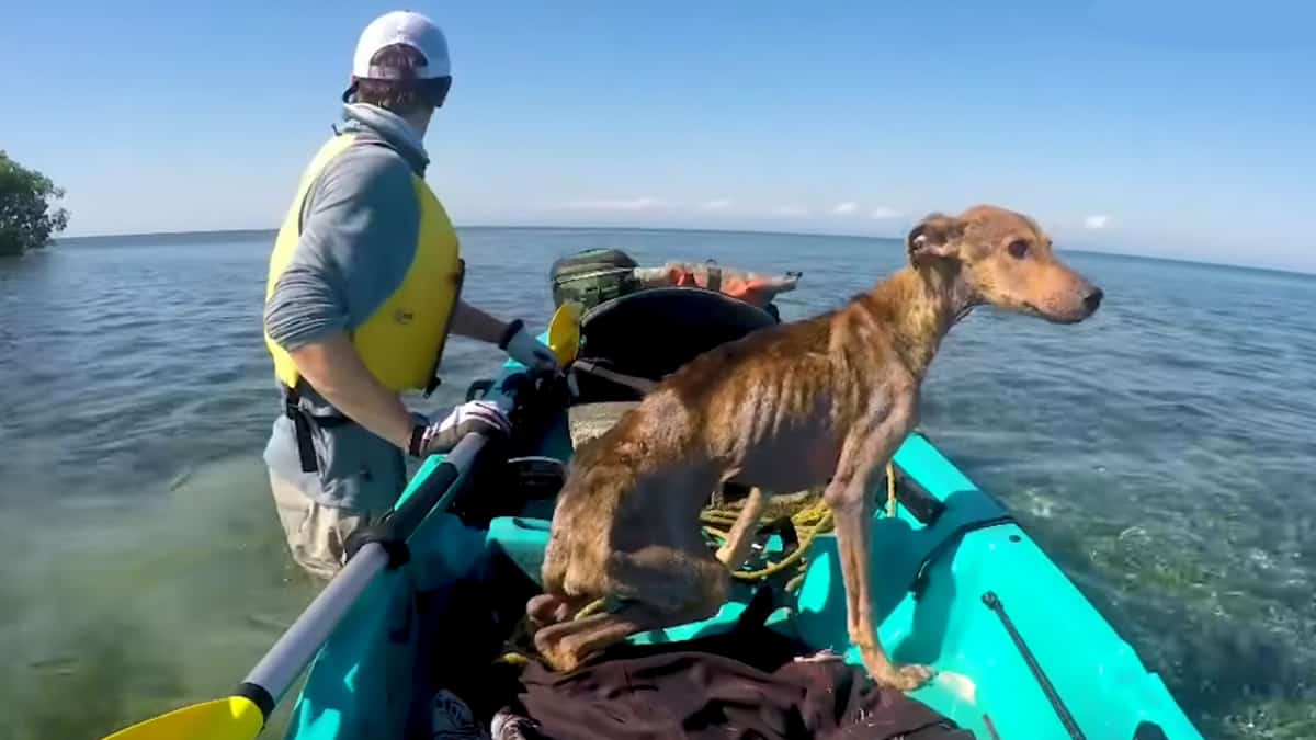 L’uomo scopre un cane affamato da solo su un’isola remota e gli salva la vita