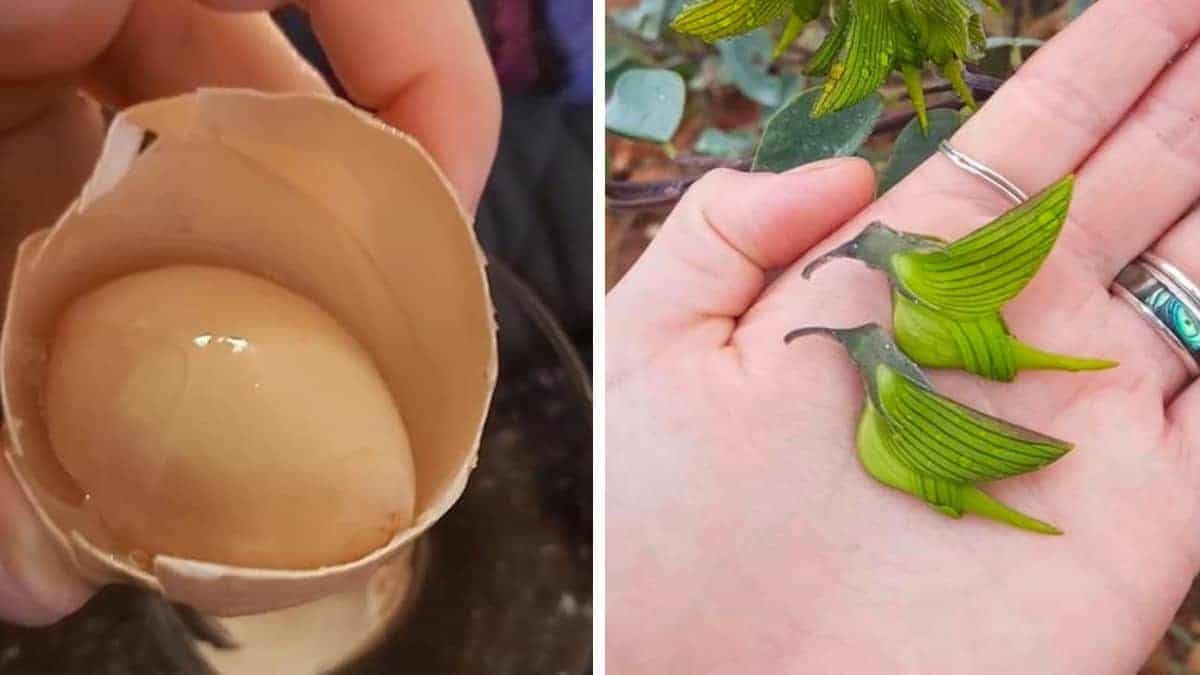 19 foto che illustrano dei Bug della natura