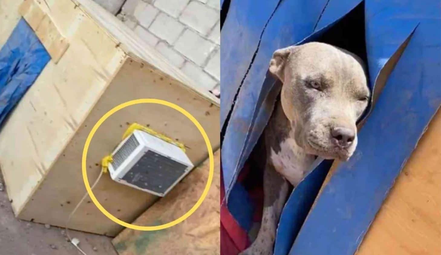 Coppia costruisce una casa con climatizzatore per il loro cucciolo in cortile: “Ora non vuole più uscire”