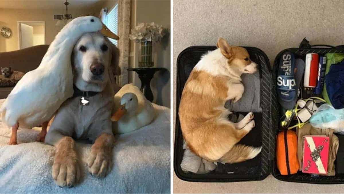 Vivere con gli animali: 20 simpatici animali che tirano su il morale