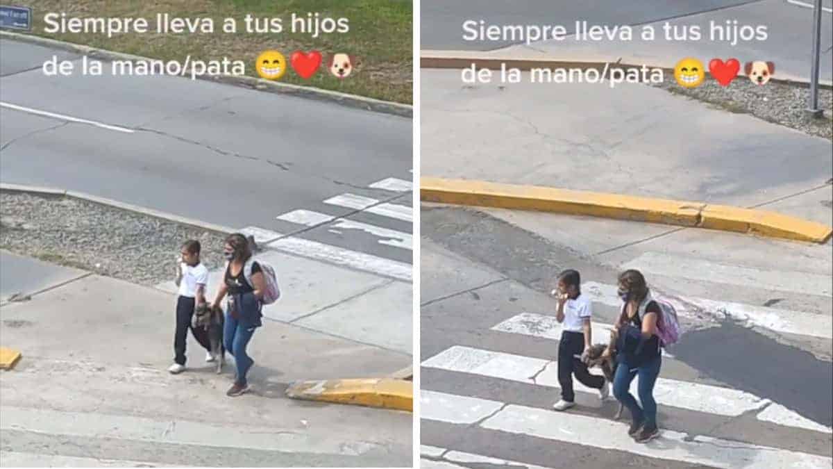 Cagnolino accompagna il suo umano a scuola e attraversano la strada in sicurezza