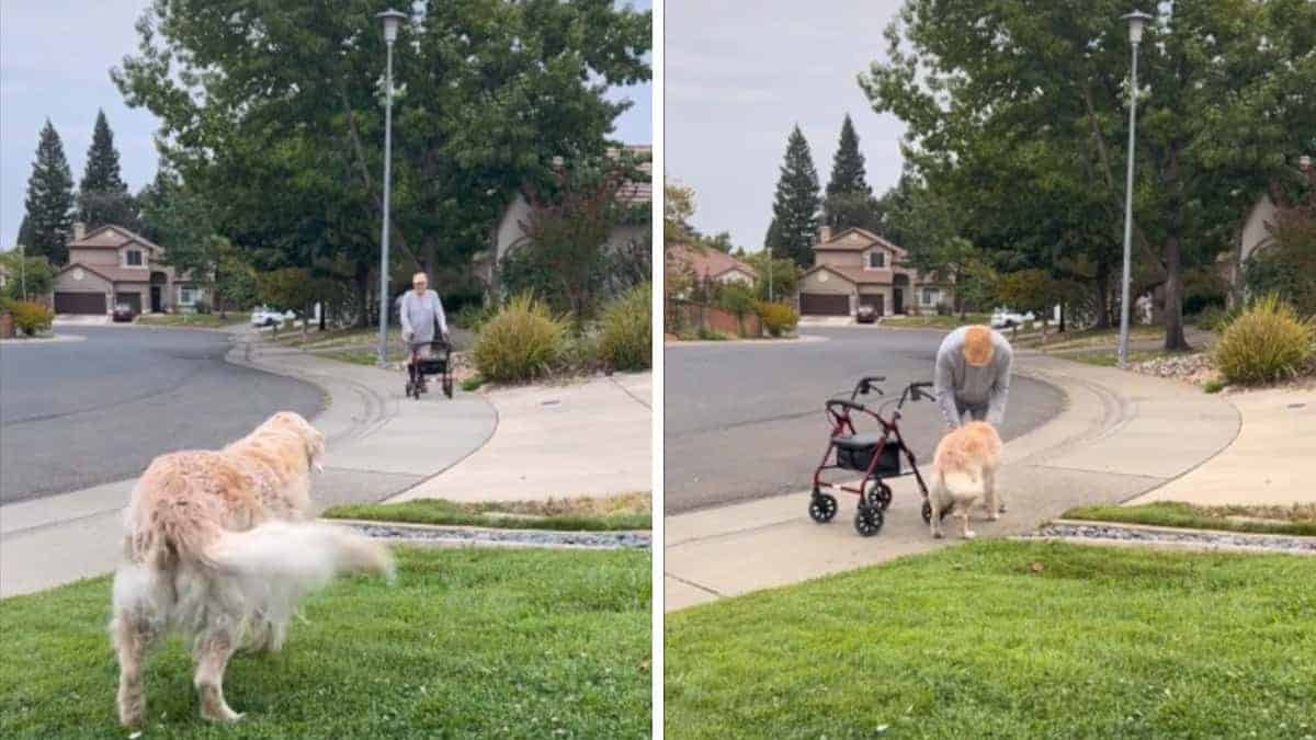Il nonno cammina per diversi isolati per salutare il cane più vecchio del suo vicino. Aspettava scodinzolando