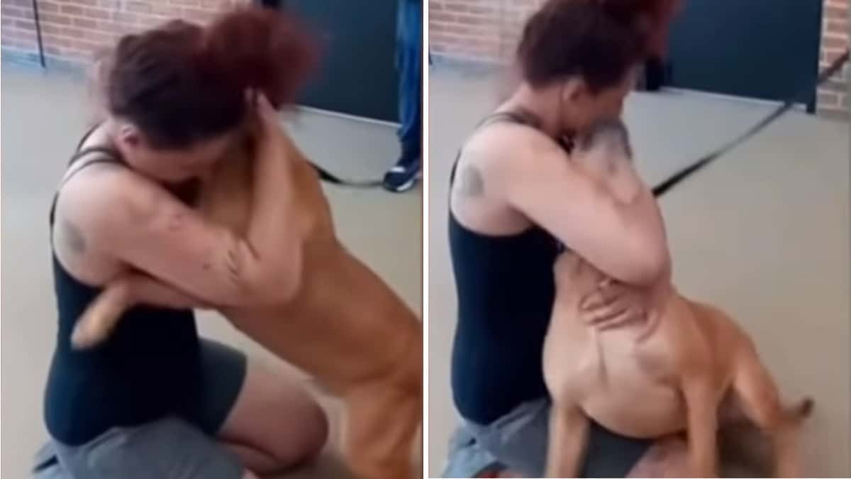 Va alla ricerca di un animale da adottare e ritrova il cucciolo che ha perso 2 anni prima