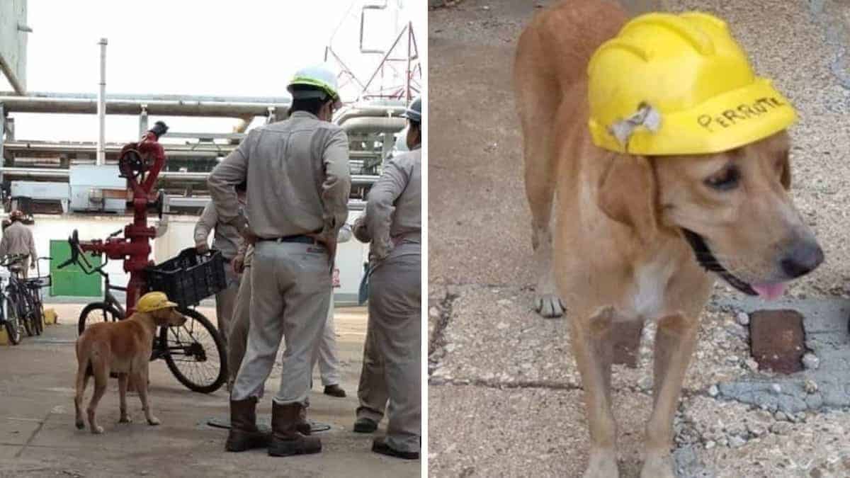 Il cane da lavoro ha conquistato il cuore dei suoi colleghi