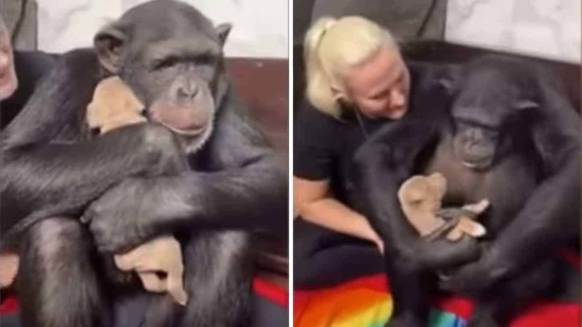 Gli abbracci dello scimpanzé per dare calore al cucciolo salvato dal suo padrone (Video)