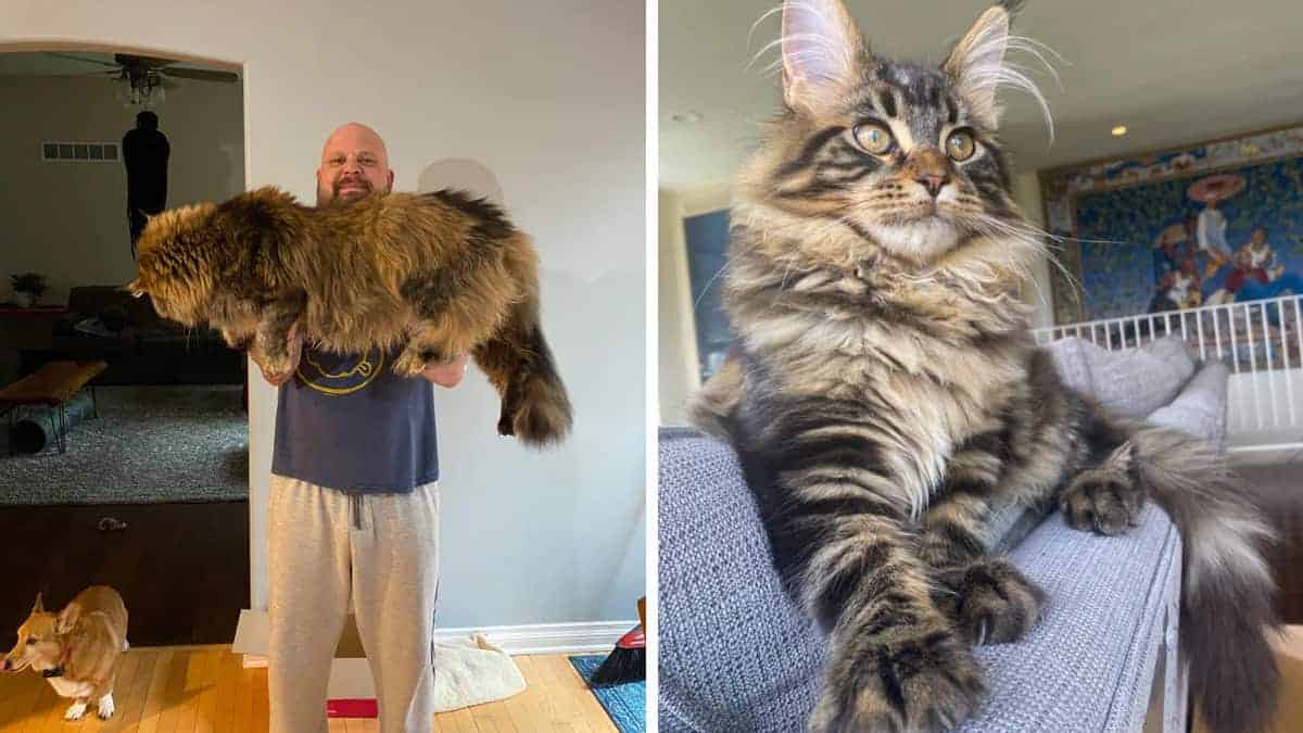 18 bellissimi gatti che sorprendono tutti con le loro grandi dimensioni