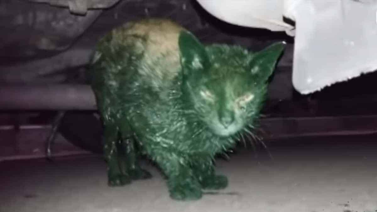 Salva un gatto con la vernice su tutto il corpo, affamato, assetato e difficile da soccorrere.