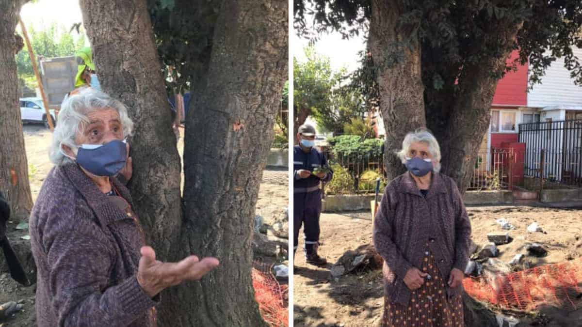 La nonna di 80 anni abbraccia un albero per non farlo abbattere