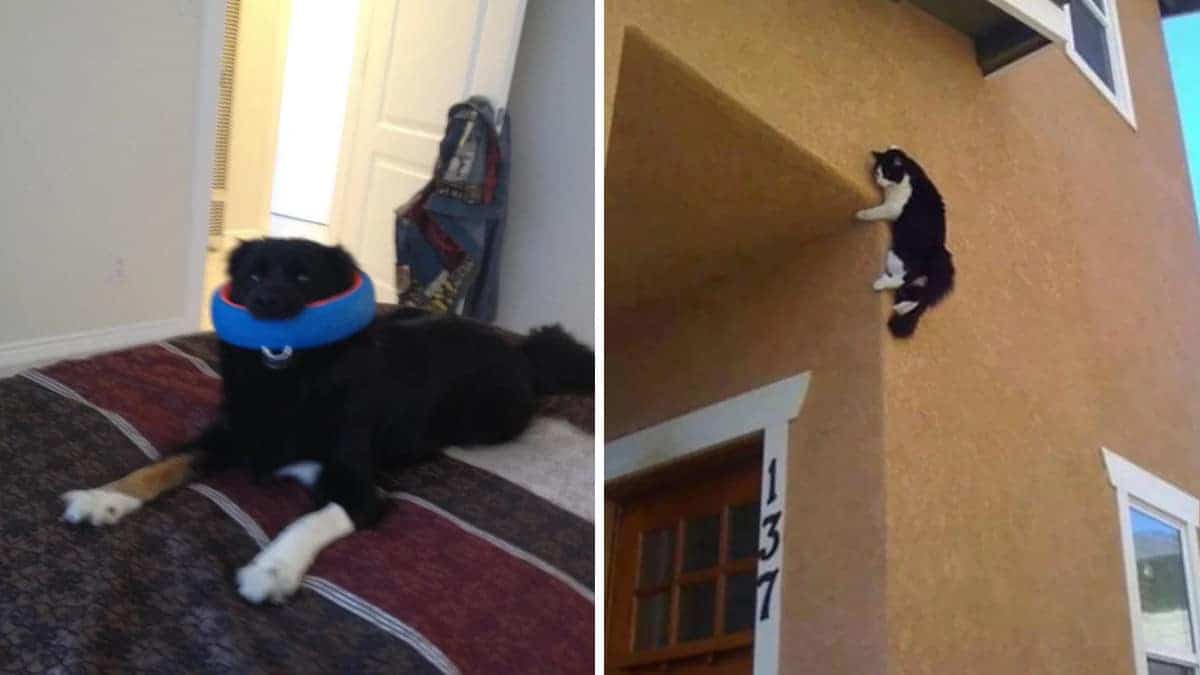 Animali divertenti: 19 disavventure da gatti, cani e altri animali