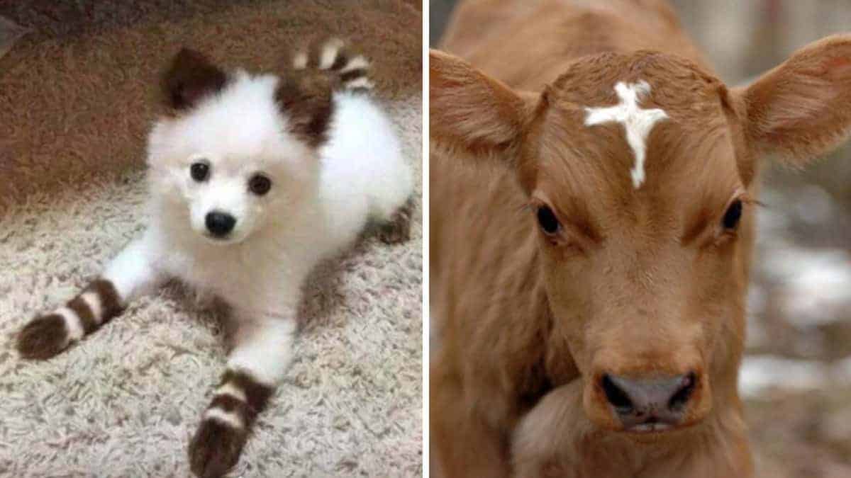 23 animali con colori e caratteristiche speciali