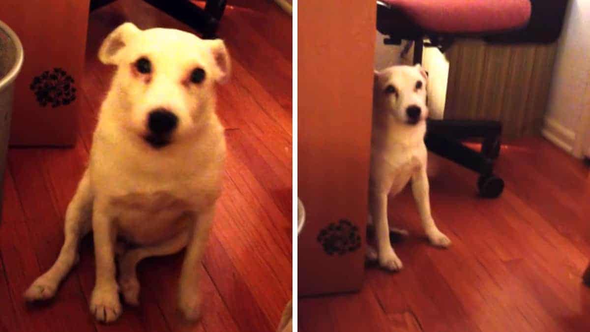 La donna sorprende il suo cane nell’atto di fare qualcosa di stupido e si scioglie alla sua reazione (Video)